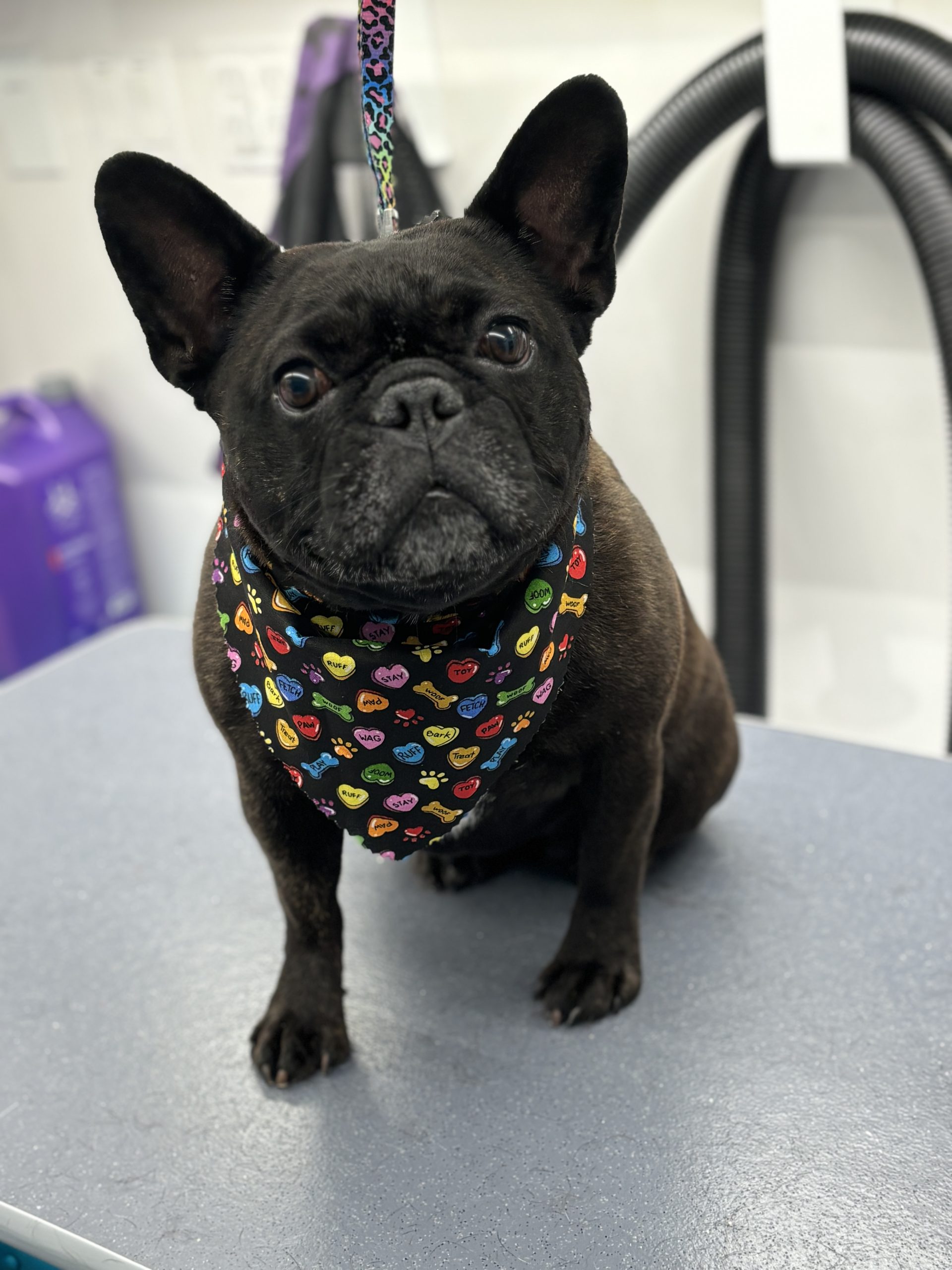 Top 5 Signs Your Dog Needs Grooming