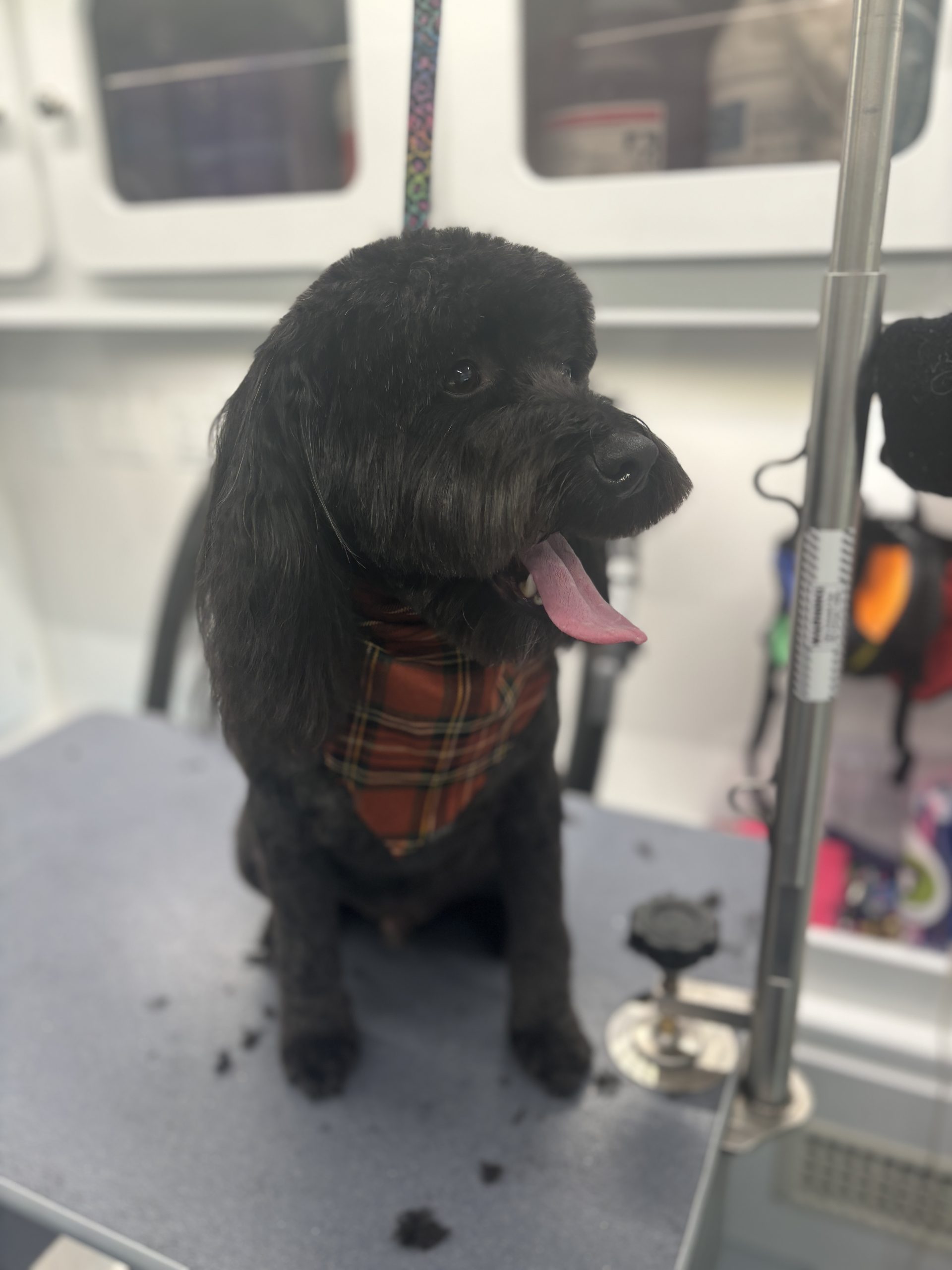 How Mobile Grooming Can Help with Your Dog's Social Skills in Lubbock, TX