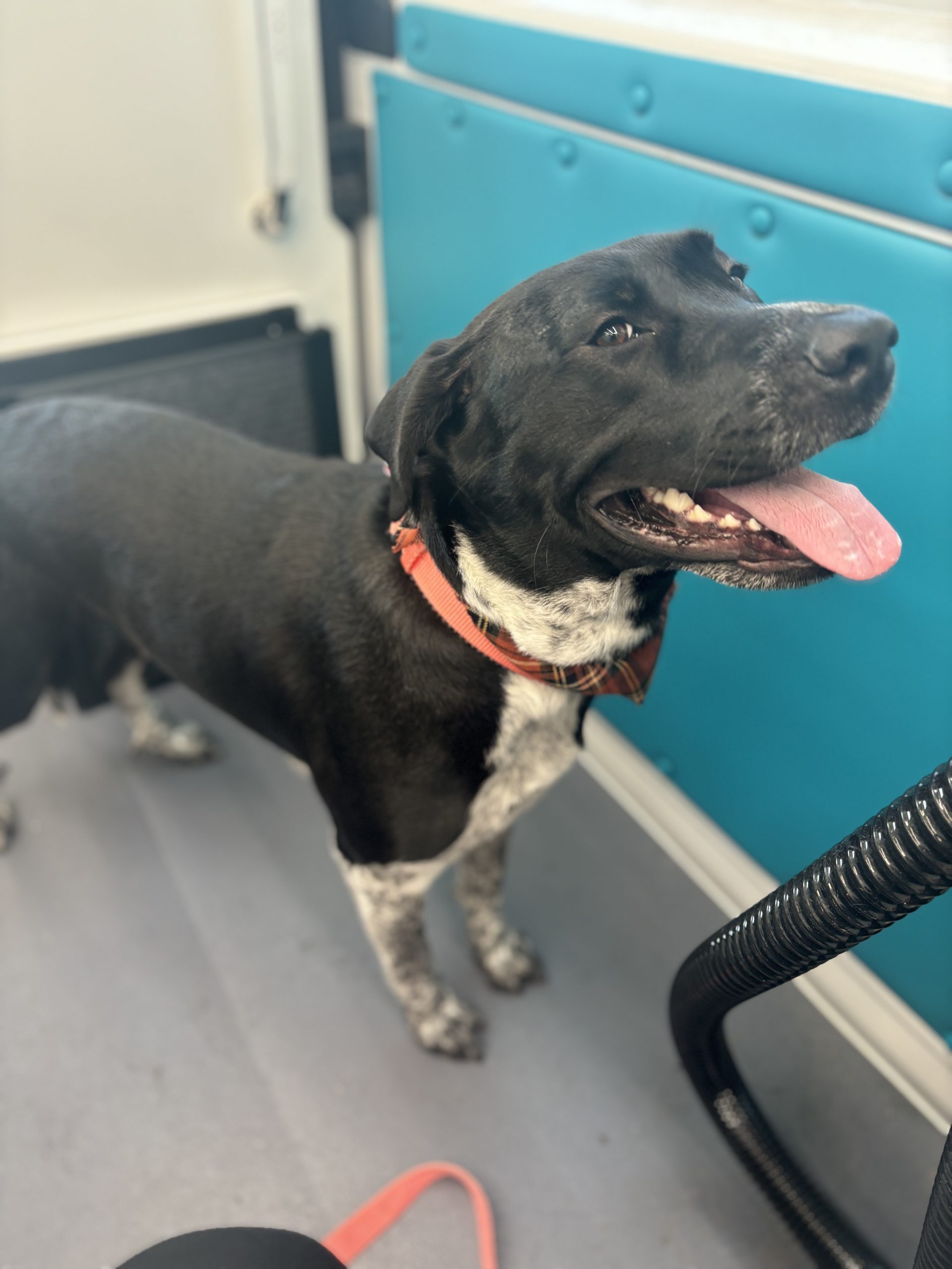 10 Extremely Helpful Tips for Handling Anxious Dogs During Grooming in Lubbock TX